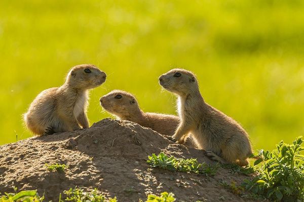 South Dakota-Custer State Park Young prairie dogs at den